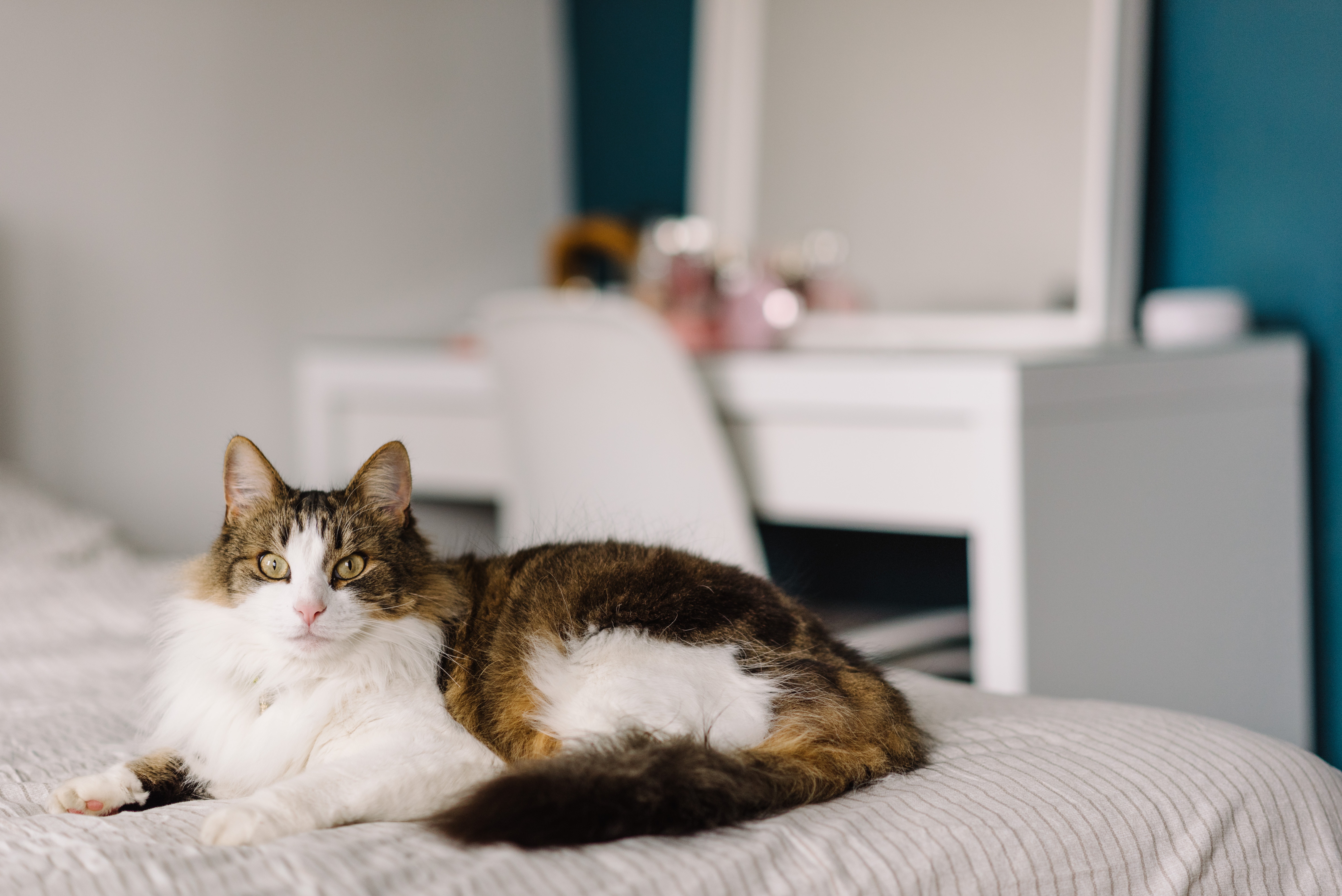 norwegian-forest-cat