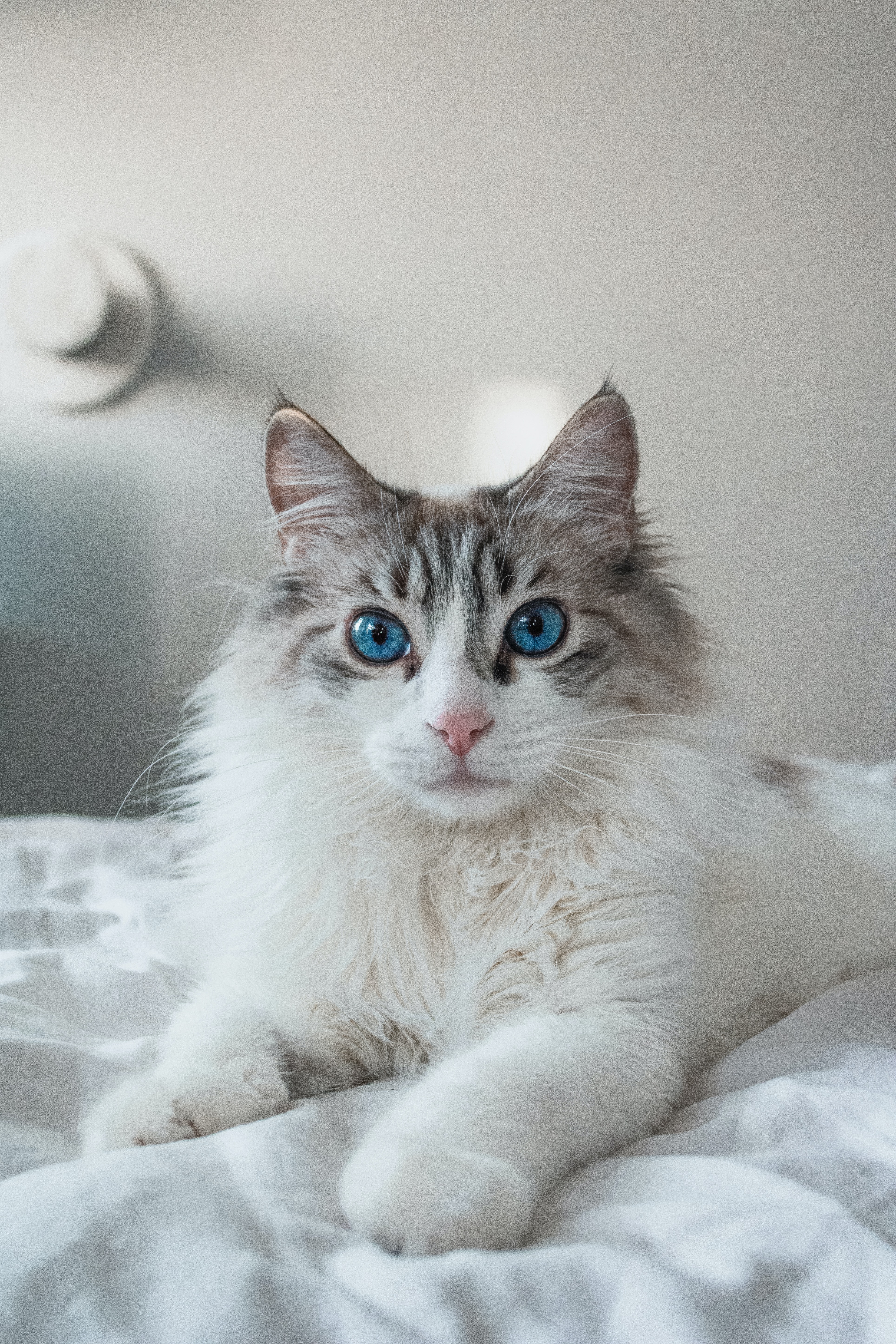 ragdoll-cat